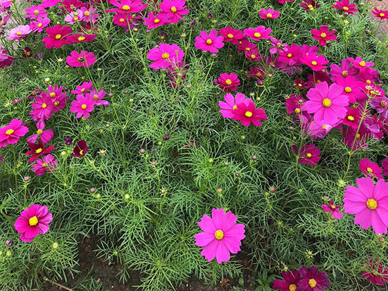 济南鲜花预订-设计绿化养护